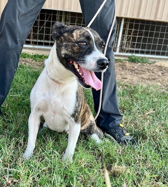 Squirrel, a Adoptable mixed breed in Happy Valley, OR image 2/3