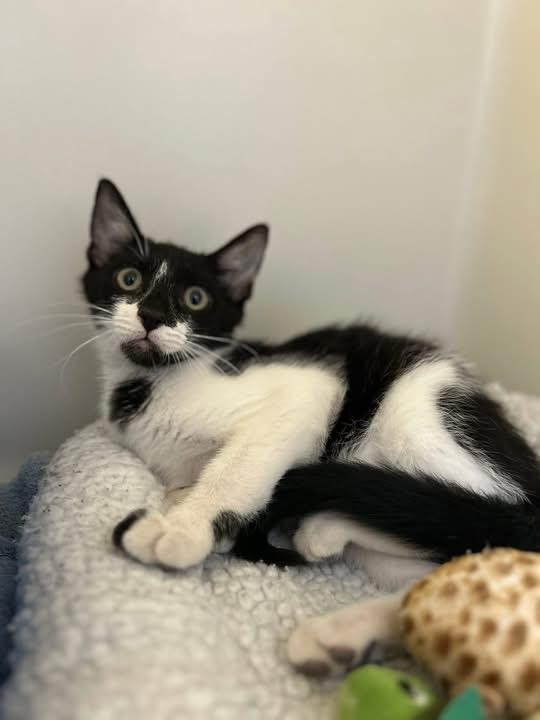 Hissy, a ADOPTABLE Domestic Short Hair in Howes Cave, NY image 2/2