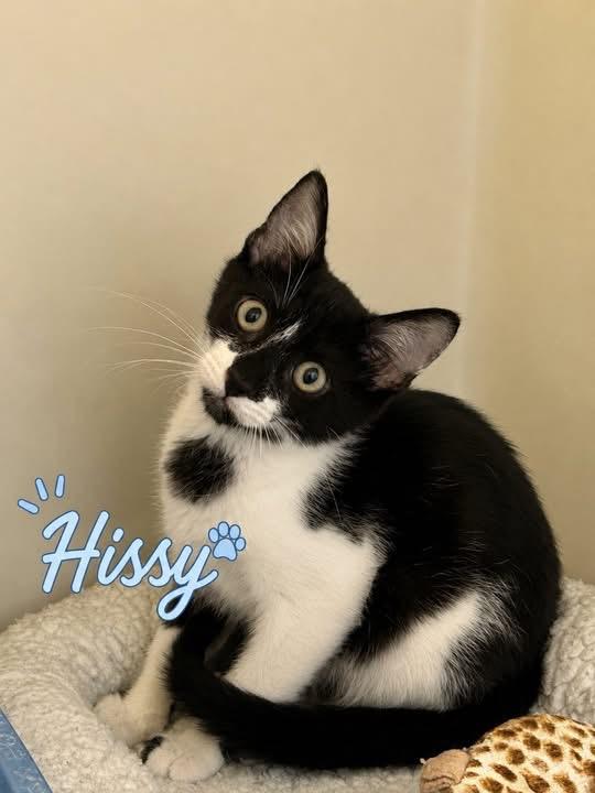 Hissy, a ADOPTABLE Domestic Short Hair in Howes Cave, NY image 1/2
