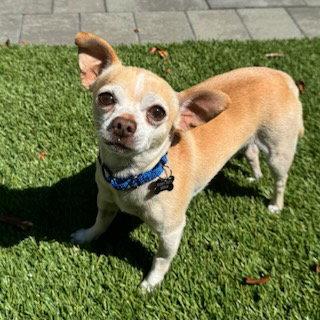 Runt, Adoptable, Adult Male Chihuahua.