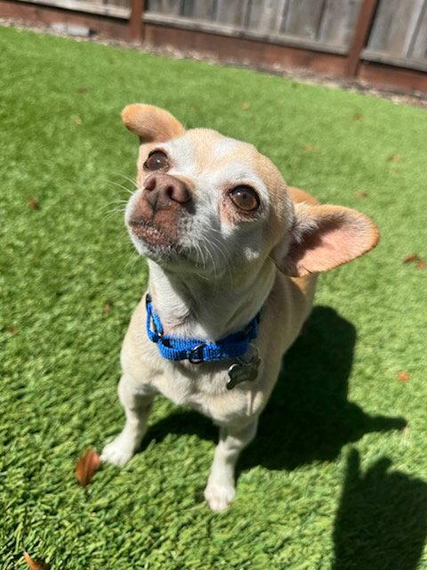 Runt, a Adoptable Chihuahua in Santa Clara, CA image 2/3