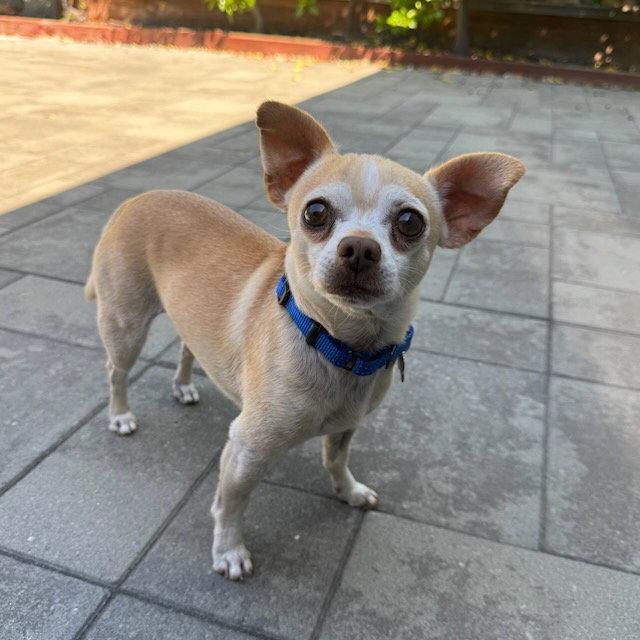 Runt, a Adoptable Chihuahua in Santa Clara, CA image 3/3