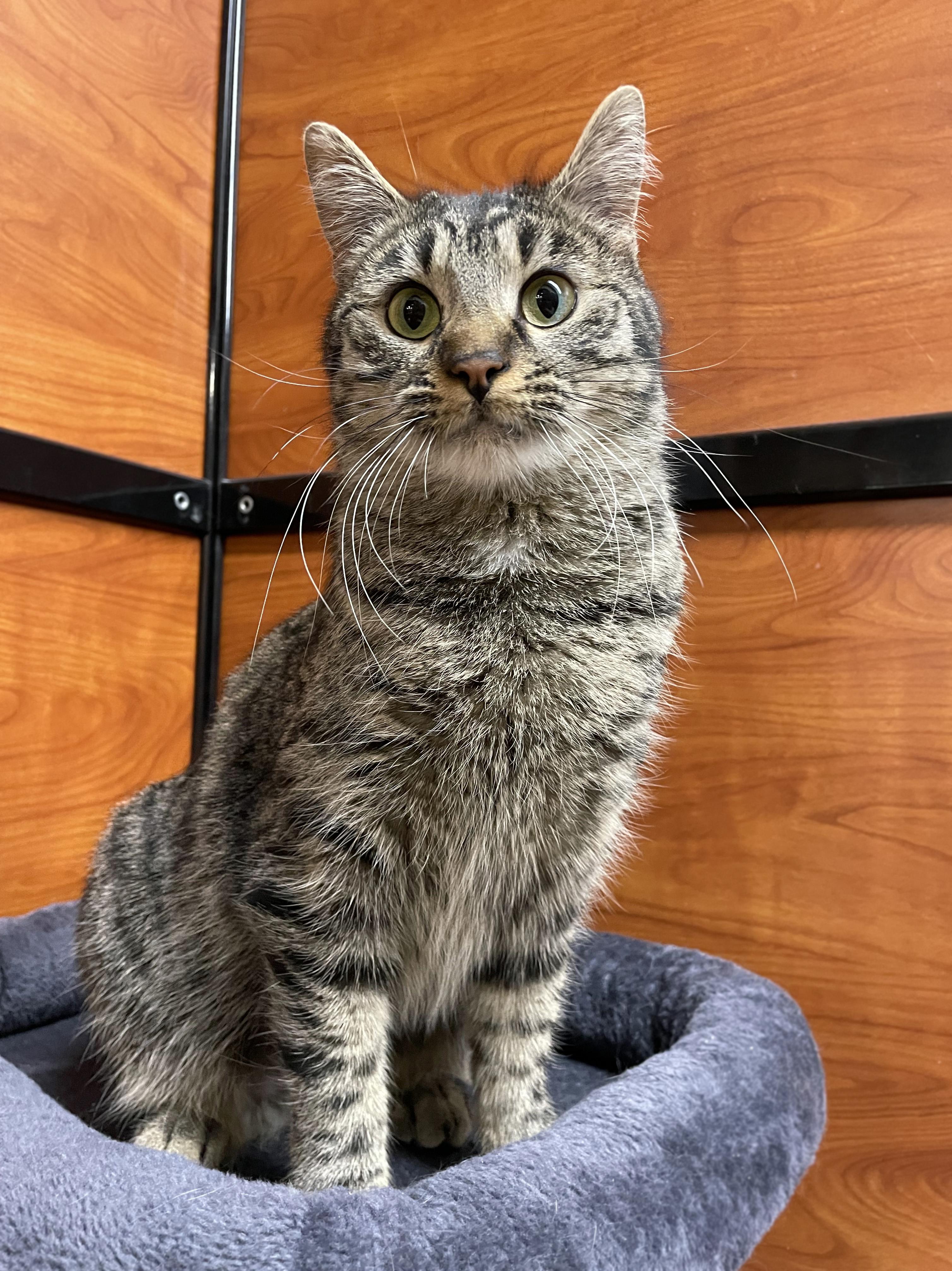 Enlarge Maevis, an adopted Domestic Short Hair in Centerville, UT image 4/5