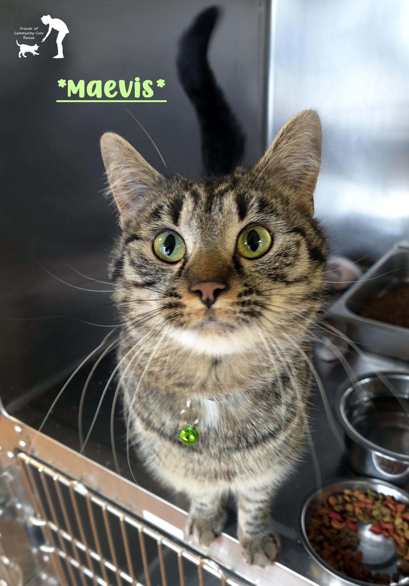 Enlarge Maevis, a ADOPTABLE Domestic Short Hair in Centerville, UT image 1/2