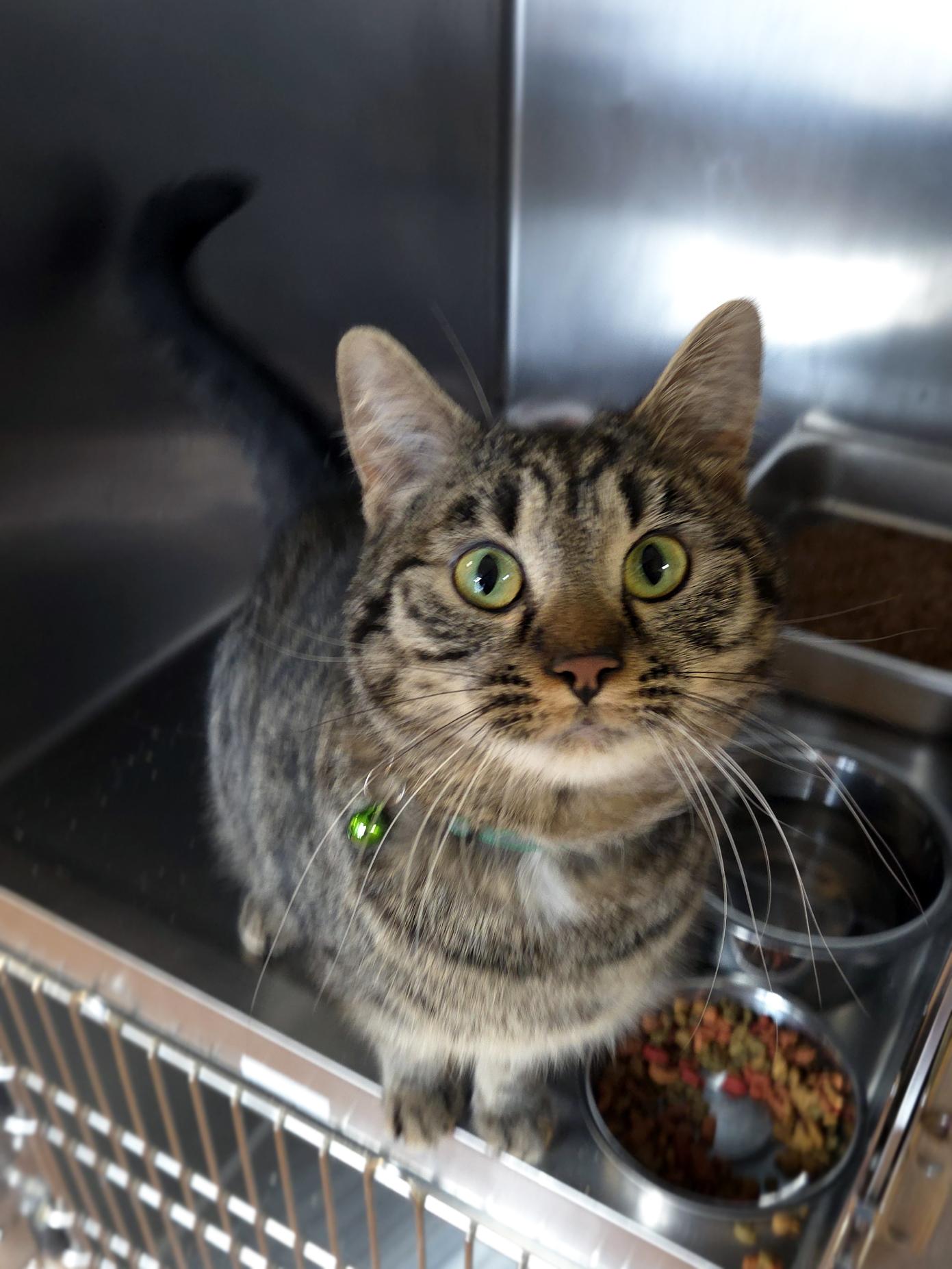 Enlarge Maevis, a ADOPTABLE Domestic Short Hair in Centerville, UT image 2/2