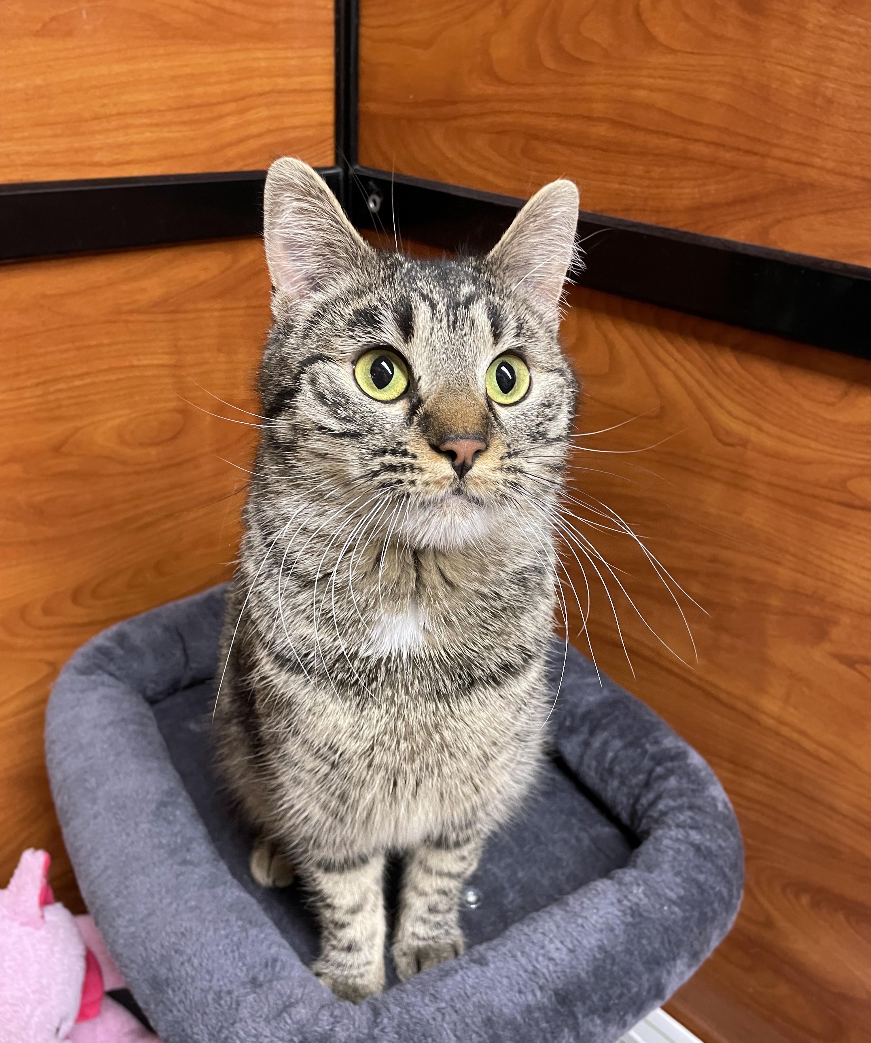 Enlarge Maevis, an adopted Domestic Short Hair in Centerville, UT image 5/5