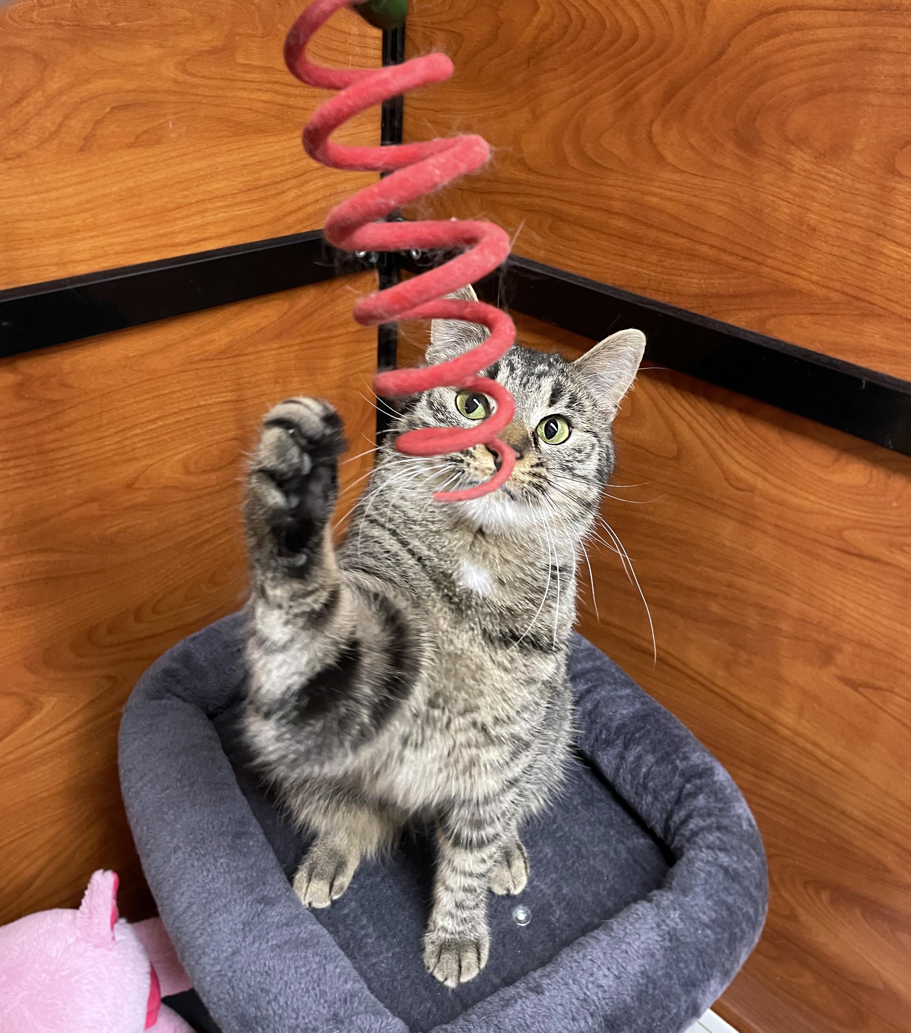 Enlarge Maevis, an adopted Domestic Short Hair in Centerville, UT image 2/5