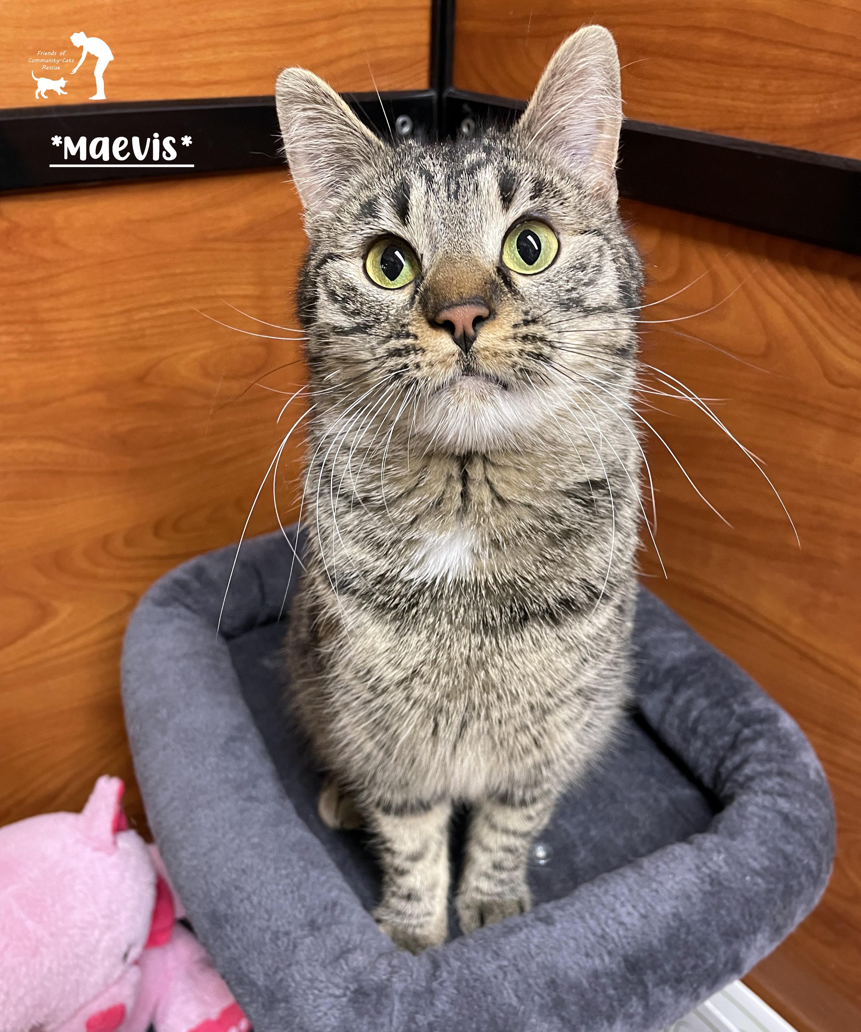 Maevis, ADOPTABLE, Young Female Domestic Short Hair.
