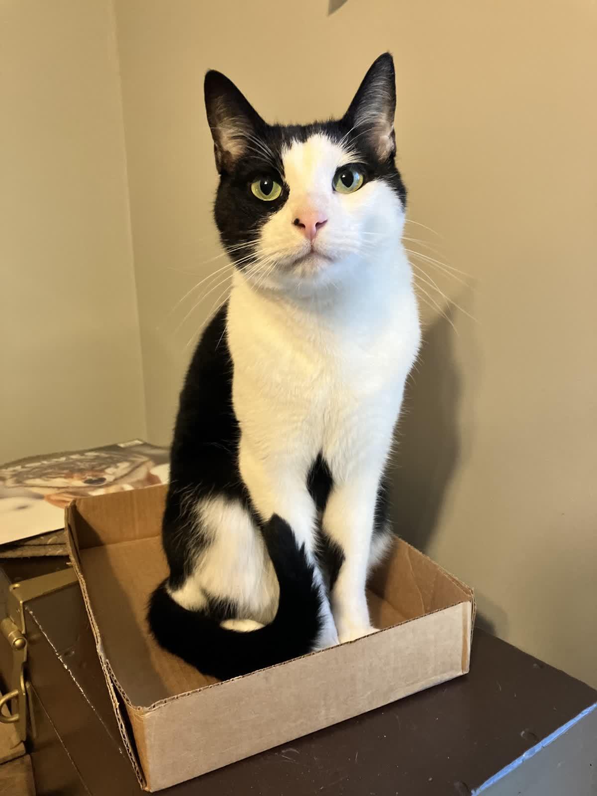 Phantom, Adoptable, Adult Male Domestic Short Hair.