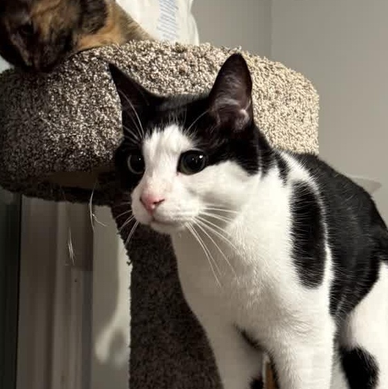 Phantom, Adoptable, Adult Male Domestic Short Hair.