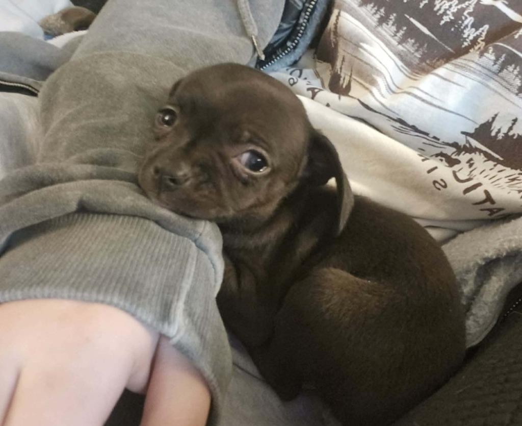 LINK, Adoptable, Puppy Male Dachshund & Beagle.