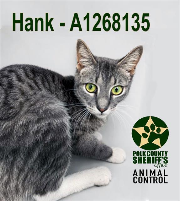 HANK, Adoptable, Young Male Domestic Short Hair.