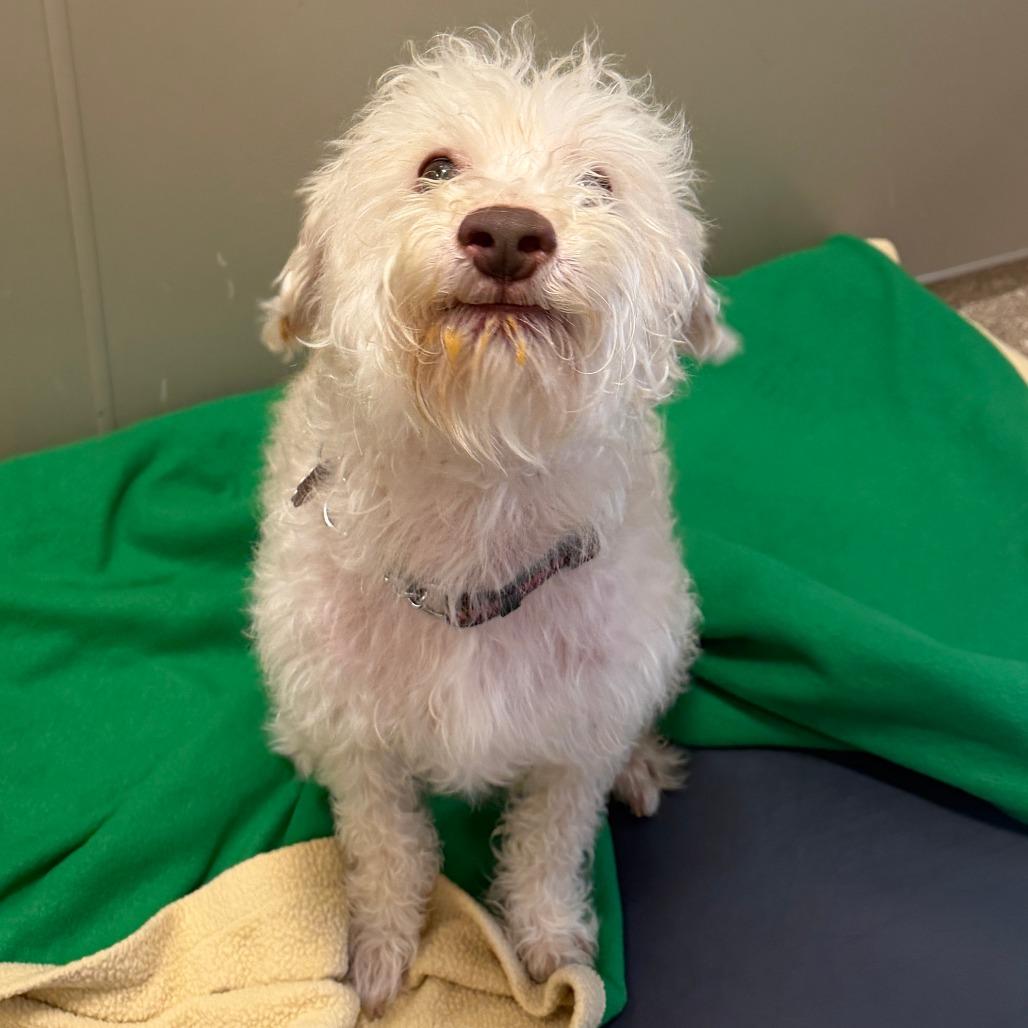 Rooster, Adoptable, Adult Male Tibetan Terrier.