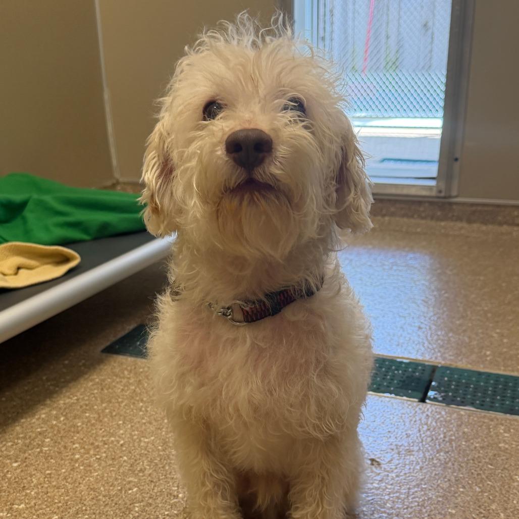 Enlarge Rooster, a Adoptable Tibetan Terrier in Sonoma, CA image 2/2