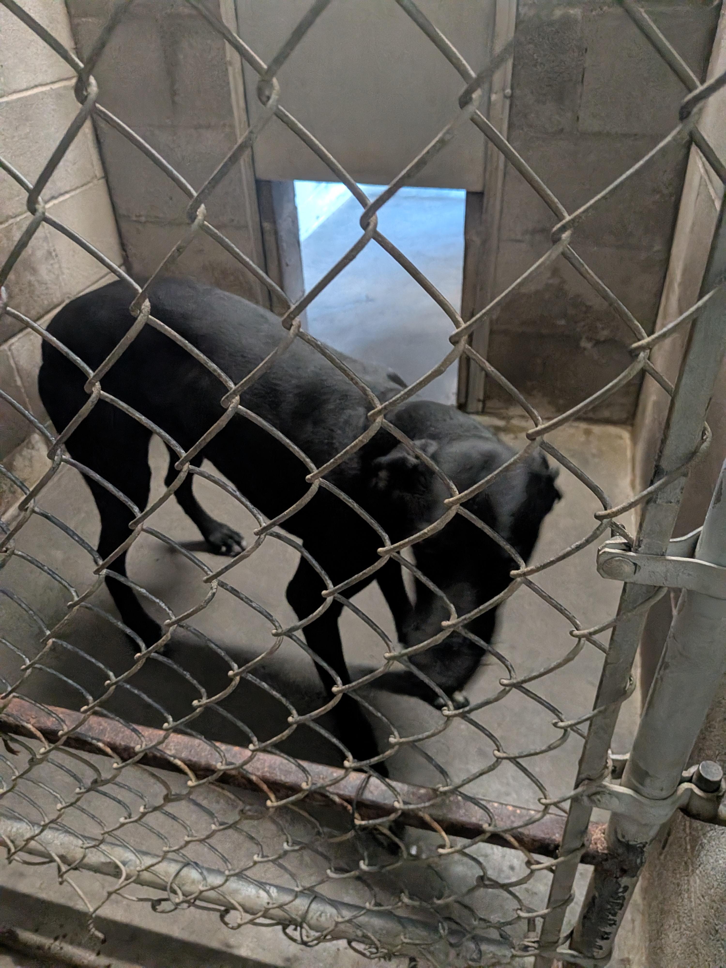 Tipsy , a ADOPTABLE mixed breed in Hermiston, OR image 4/4
