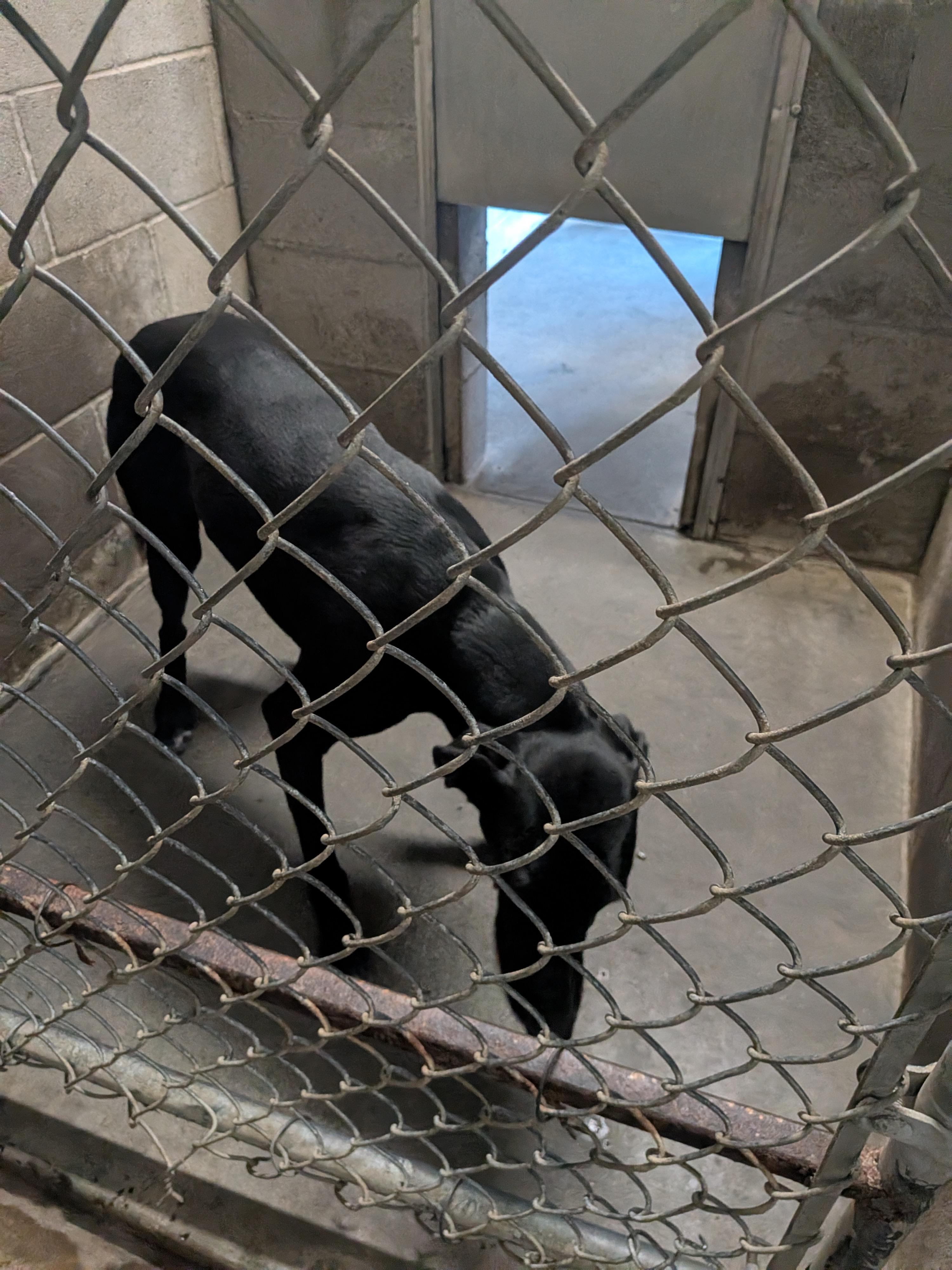 Tipsy , a ADOPTABLE mixed breed in Hermiston, OR image 1/4