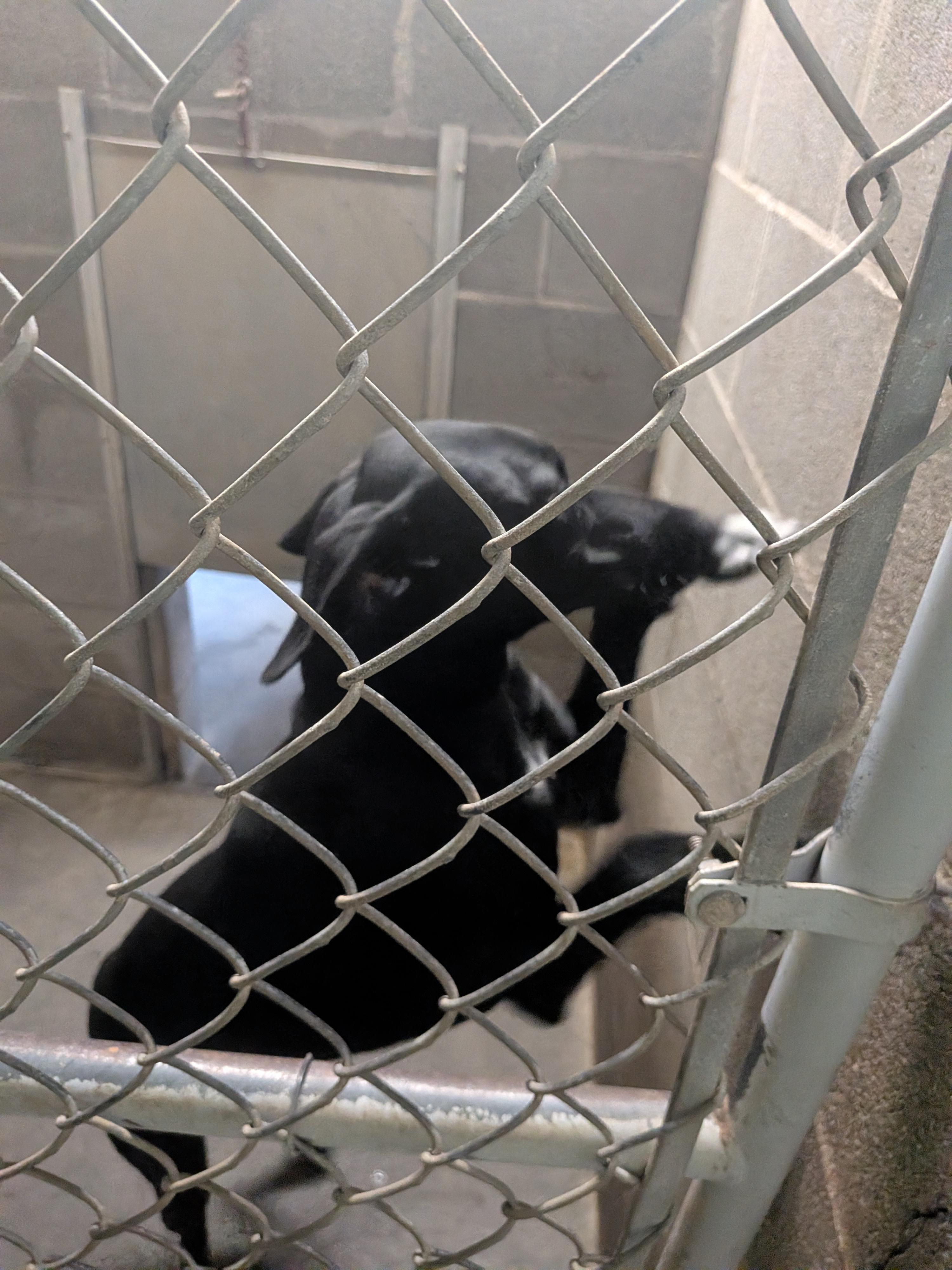 Tipsy , a ADOPTABLE mixed breed in Hermiston, OR image 3/4