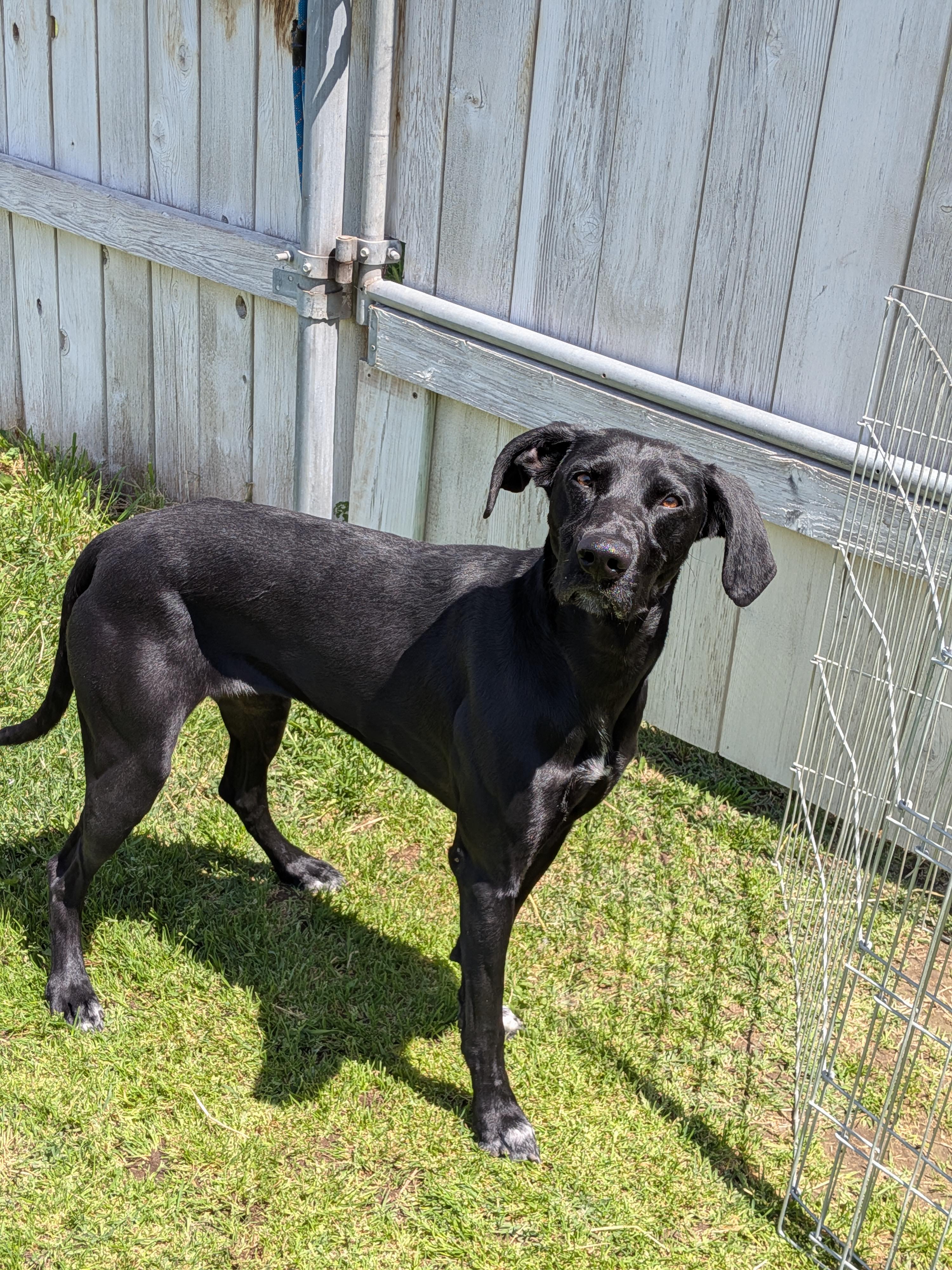 Tipsy , ADOPTABLE, Adult Female English Springer Spaniel & Greyhound.