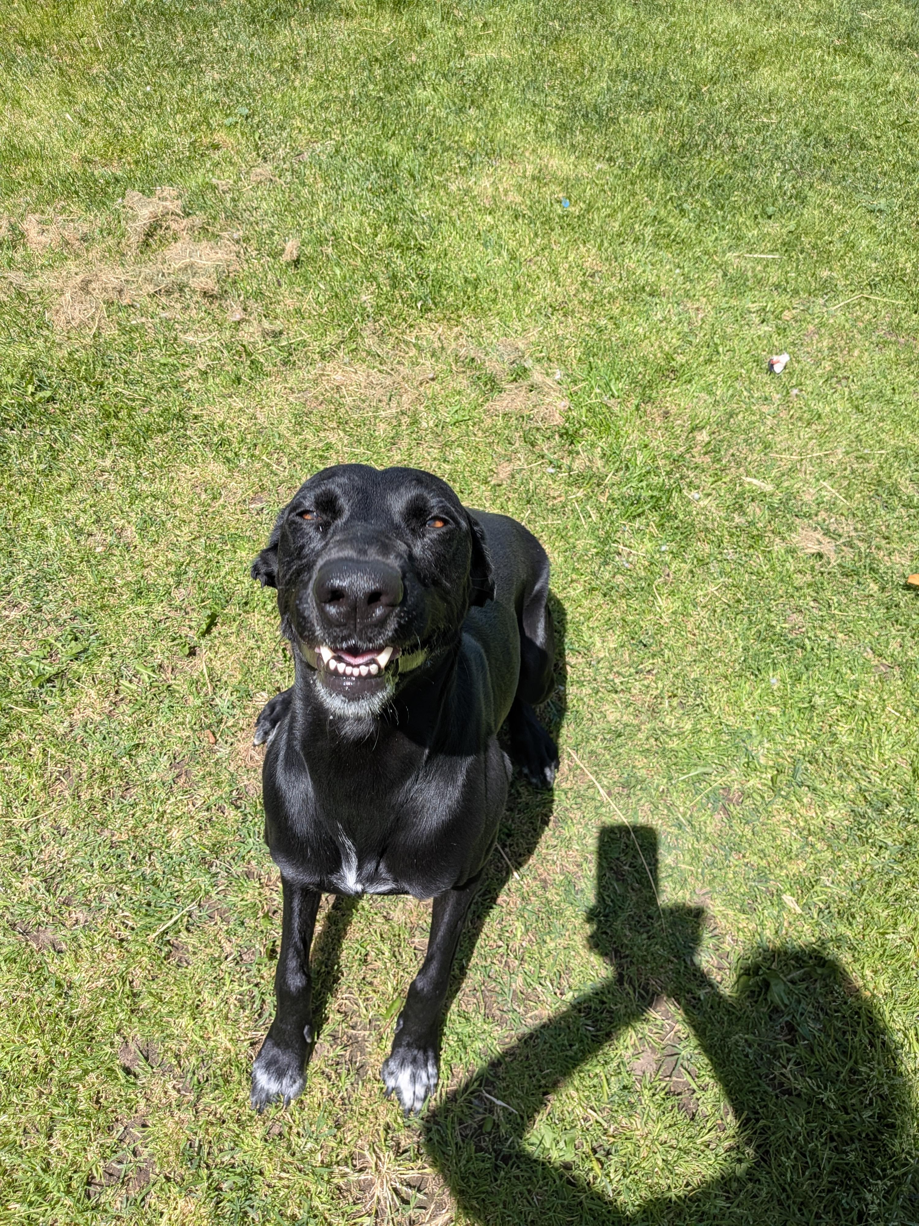 Tipsy , a ADOPTABLE mixed breed in Hermiston, OR image 3/4