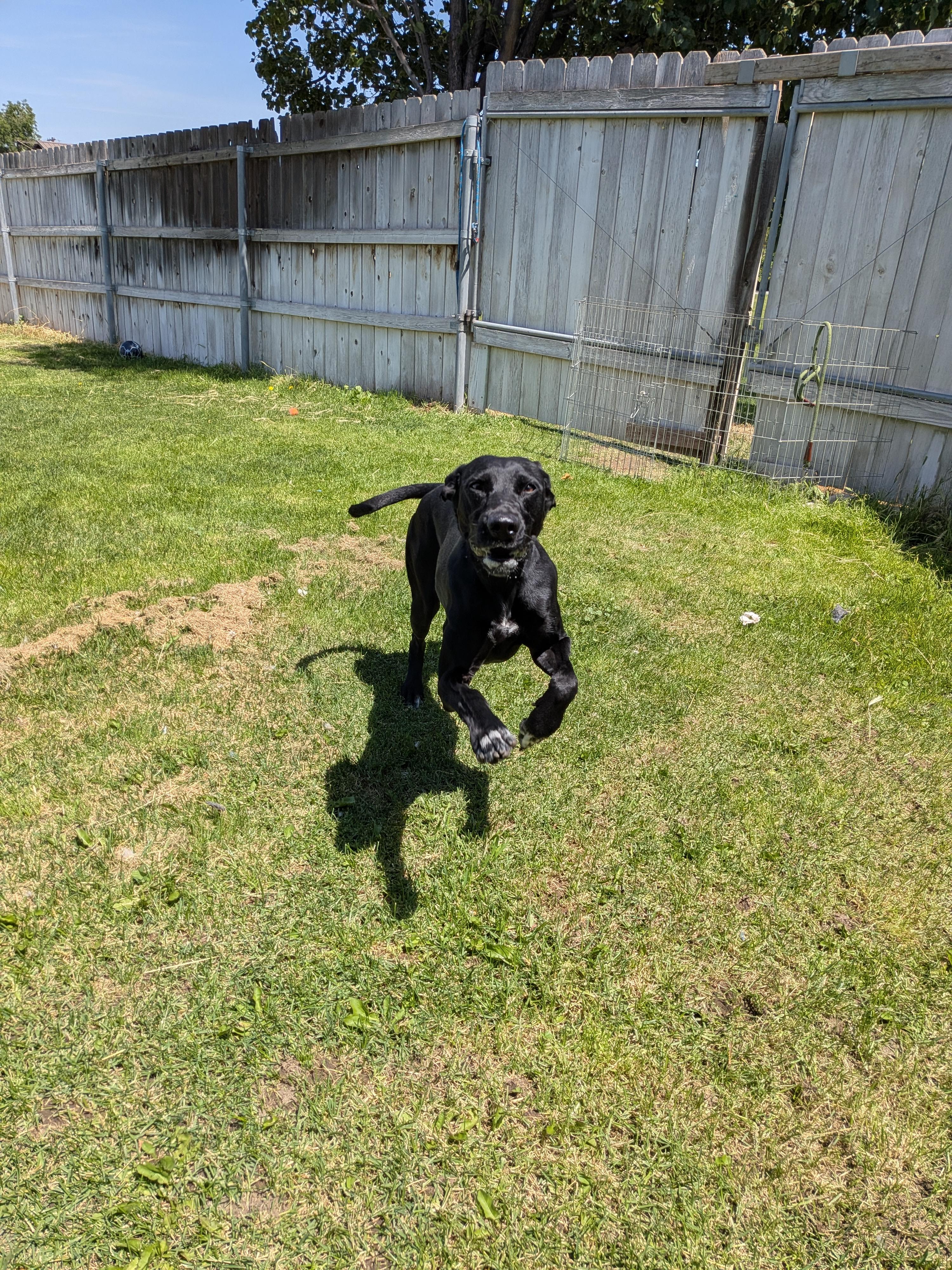 Tipsy , a ADOPTABLE mixed breed in Hermiston, OR image 4/4