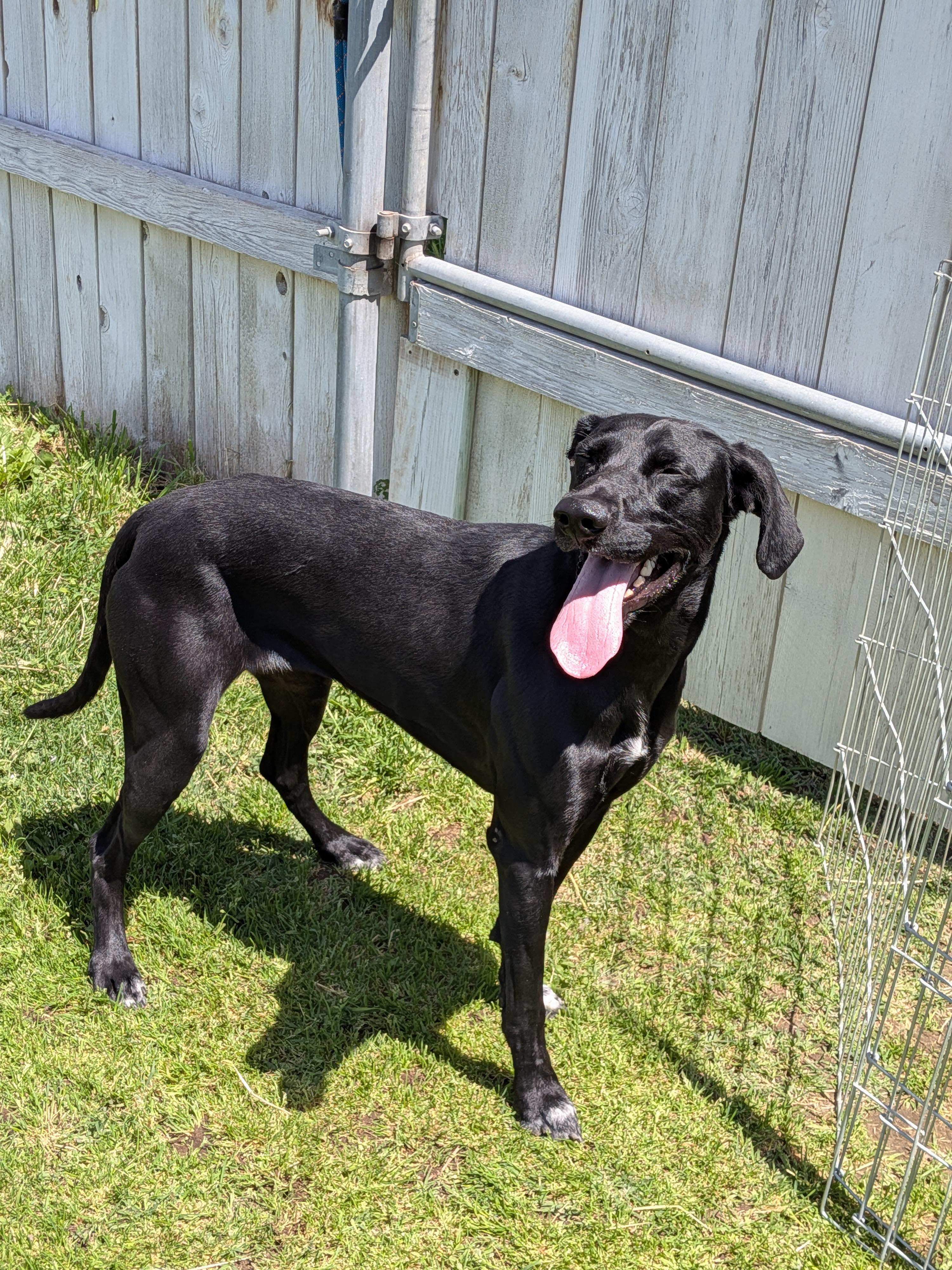 Tipsy , a ADOPTABLE mixed breed in Hermiston, OR image 2/4