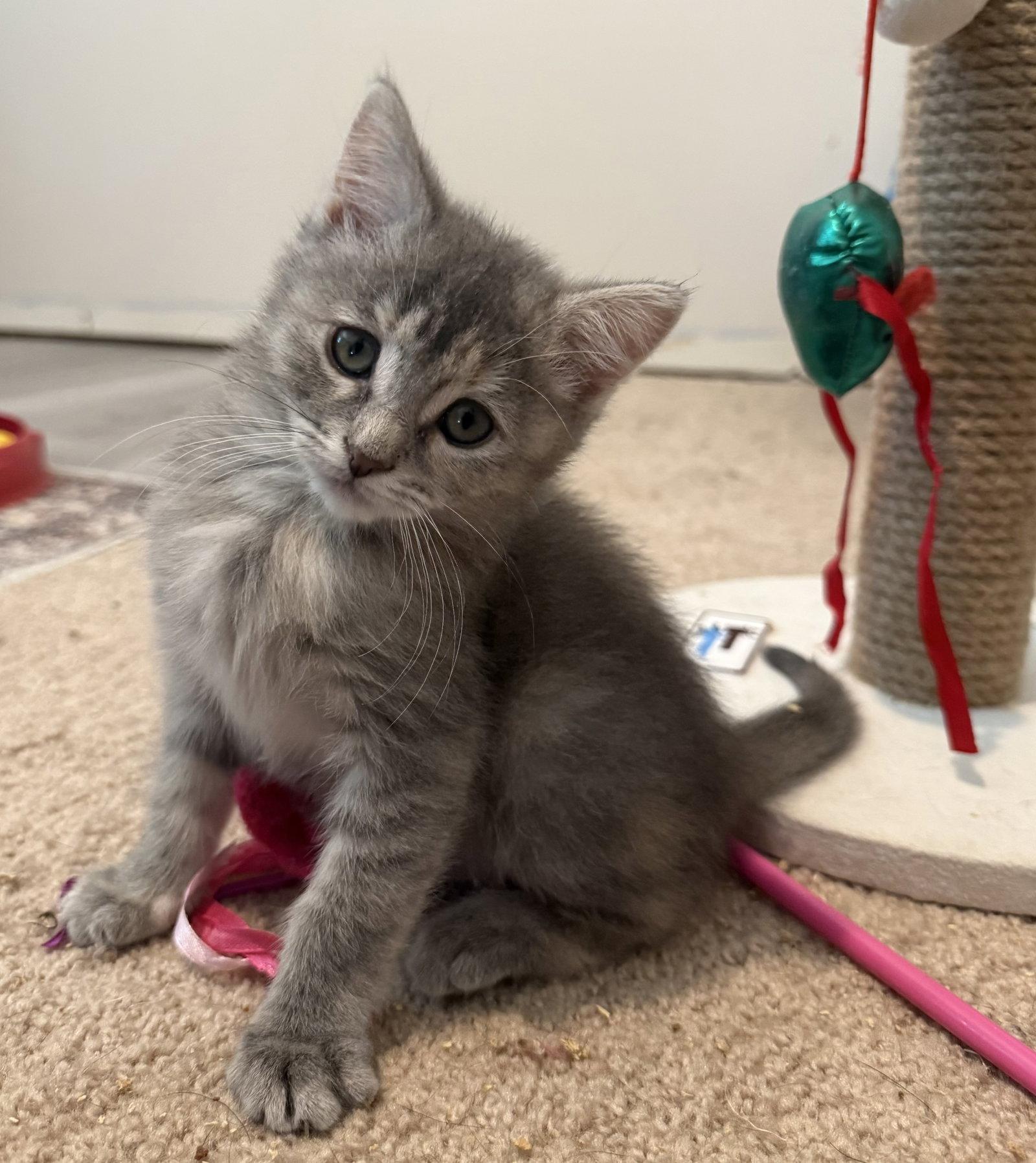 Enlarge Kona - BONDED PAIR, a Adoptable Domestic Short Hair in Naugatuck, CT image 1/1