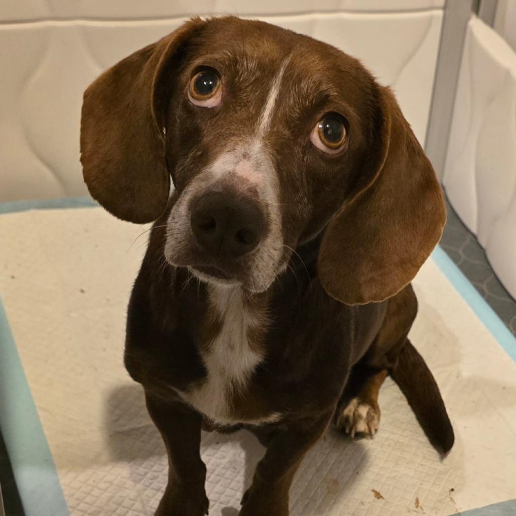 Prissy, Adoptable, Adult Female Beagle & Dachshund.