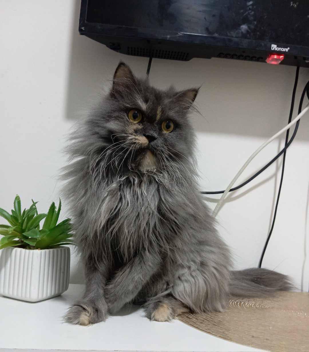 Enlarge Vani , a Adoptable Persian in Woodmere, NY image 3/3