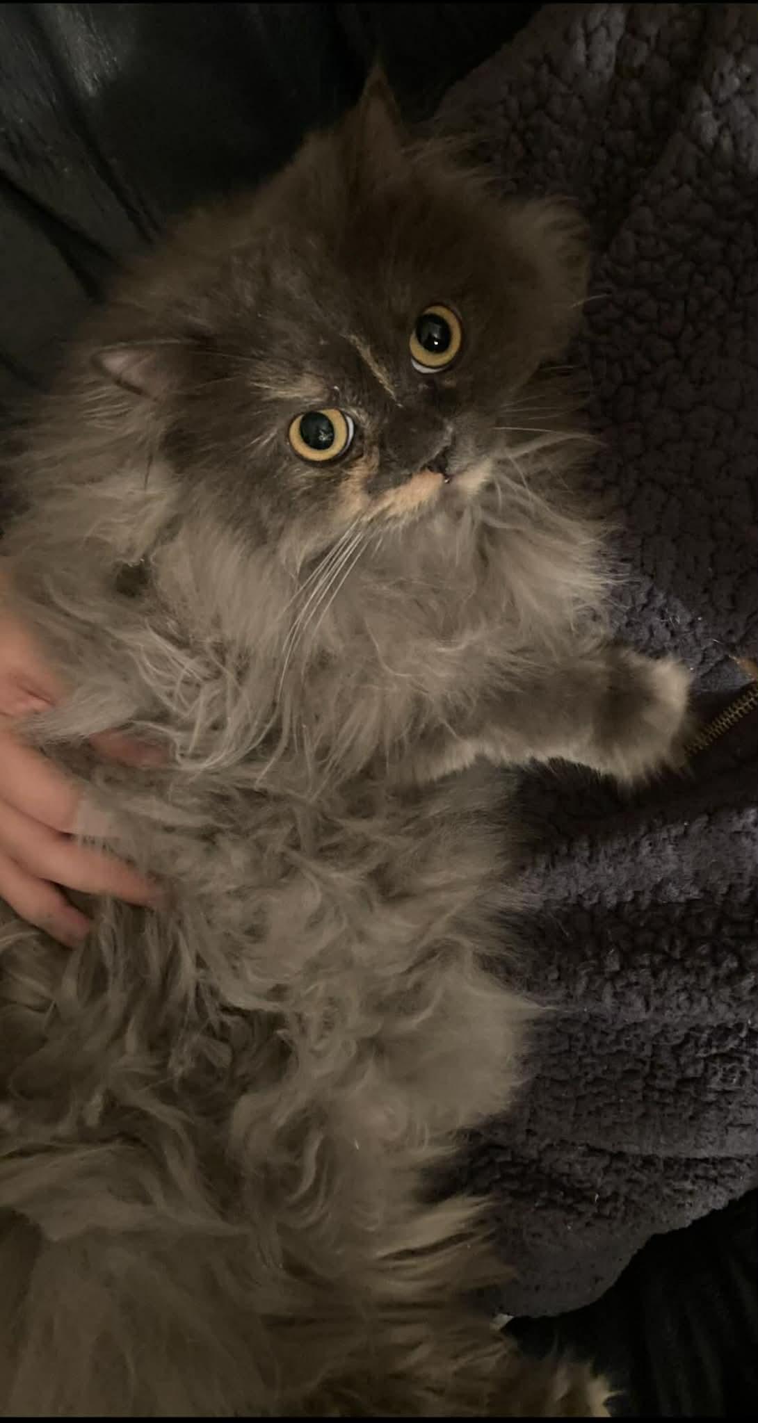 Enlarge Vani , a Adoptable Persian in Woodmere, NY image 1/3