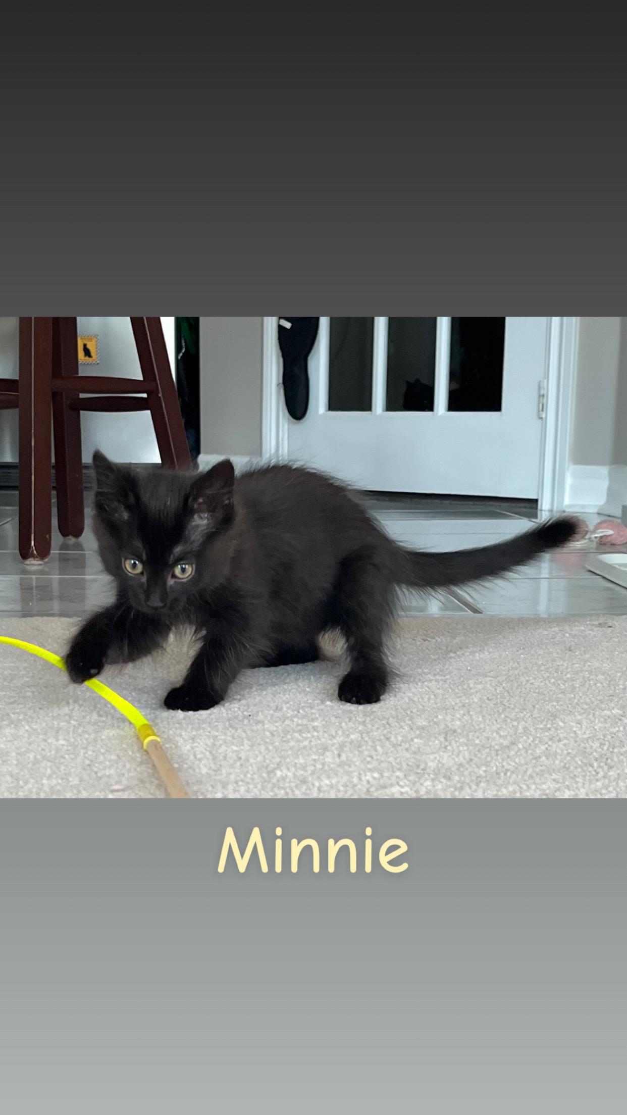 Enlarge Mickey and Minnie, an adopted Domestic Medium Hair in Mississauga, ON image 5/6