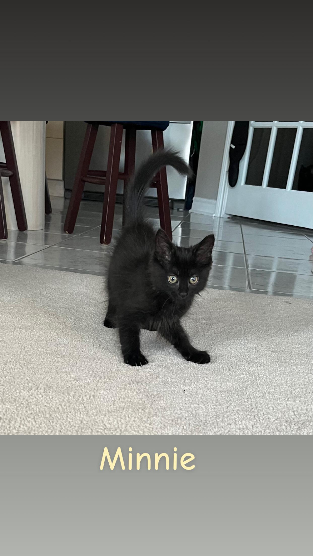 Enlarge Mickey and Minnie, an adopted Domestic Medium Hair in Mississauga, ON image 6/6