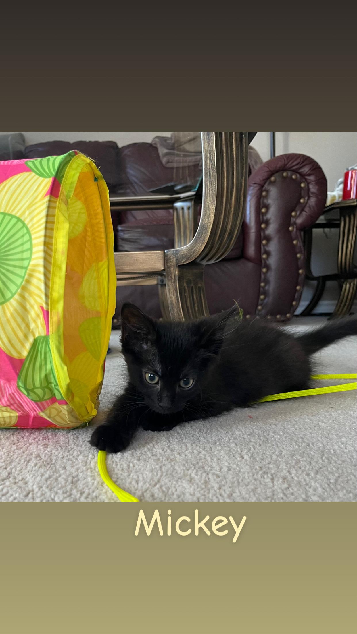 Enlarge Mickey and Minnie, an adopted Domestic Medium Hair in Mississauga, ON image 3/6