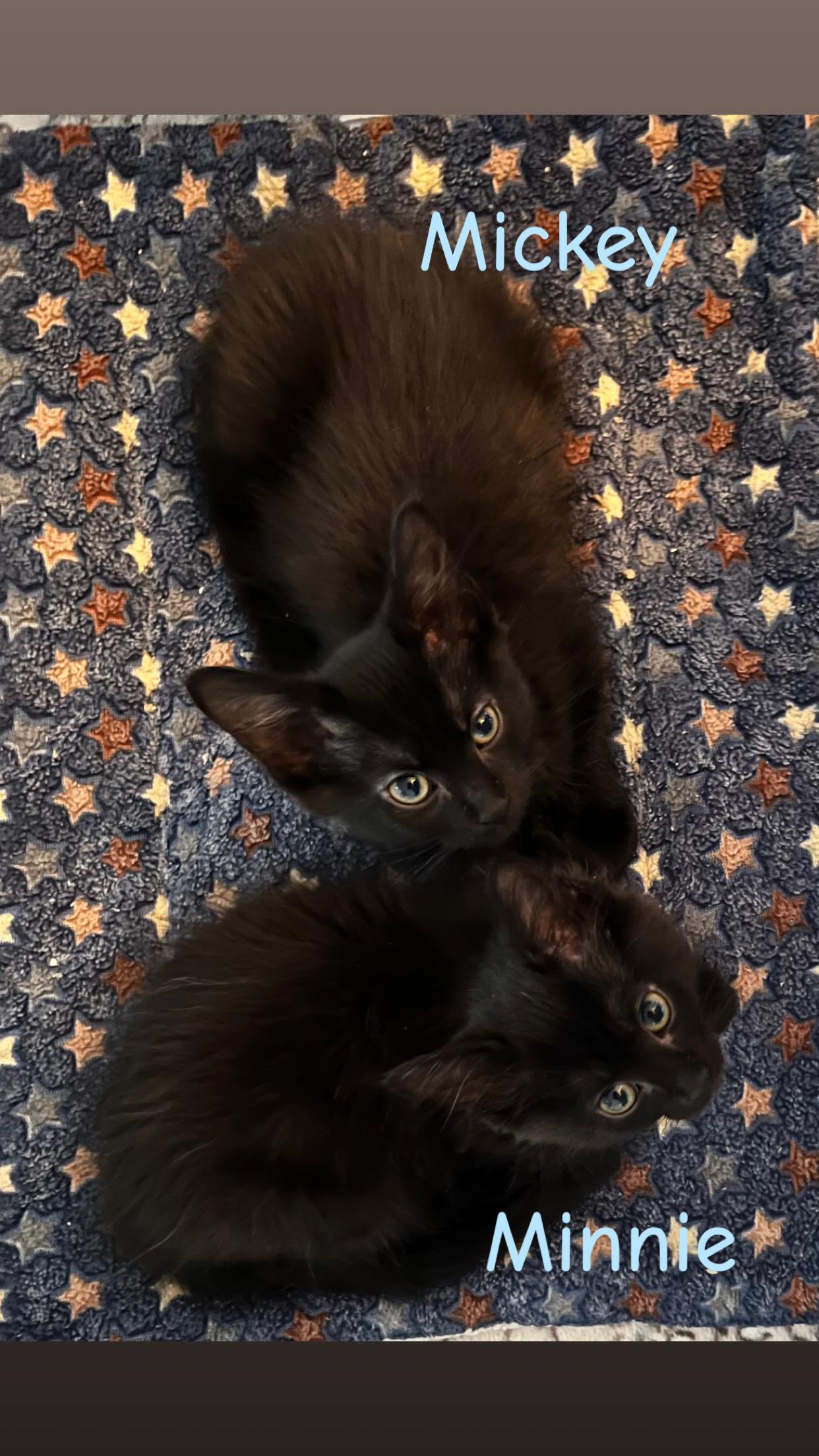 Enlarge Mickey and Minnie, an adopted Domestic Medium Hair in Mississauga, ON image 2/6