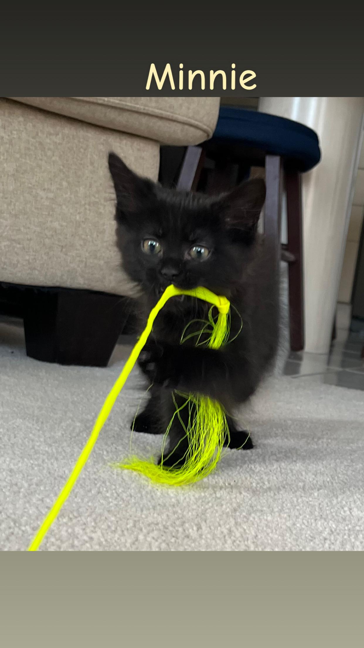 Enlarge Mickey and Minnie, an adopted Domestic Medium Hair in Mississauga, ON image 4/6