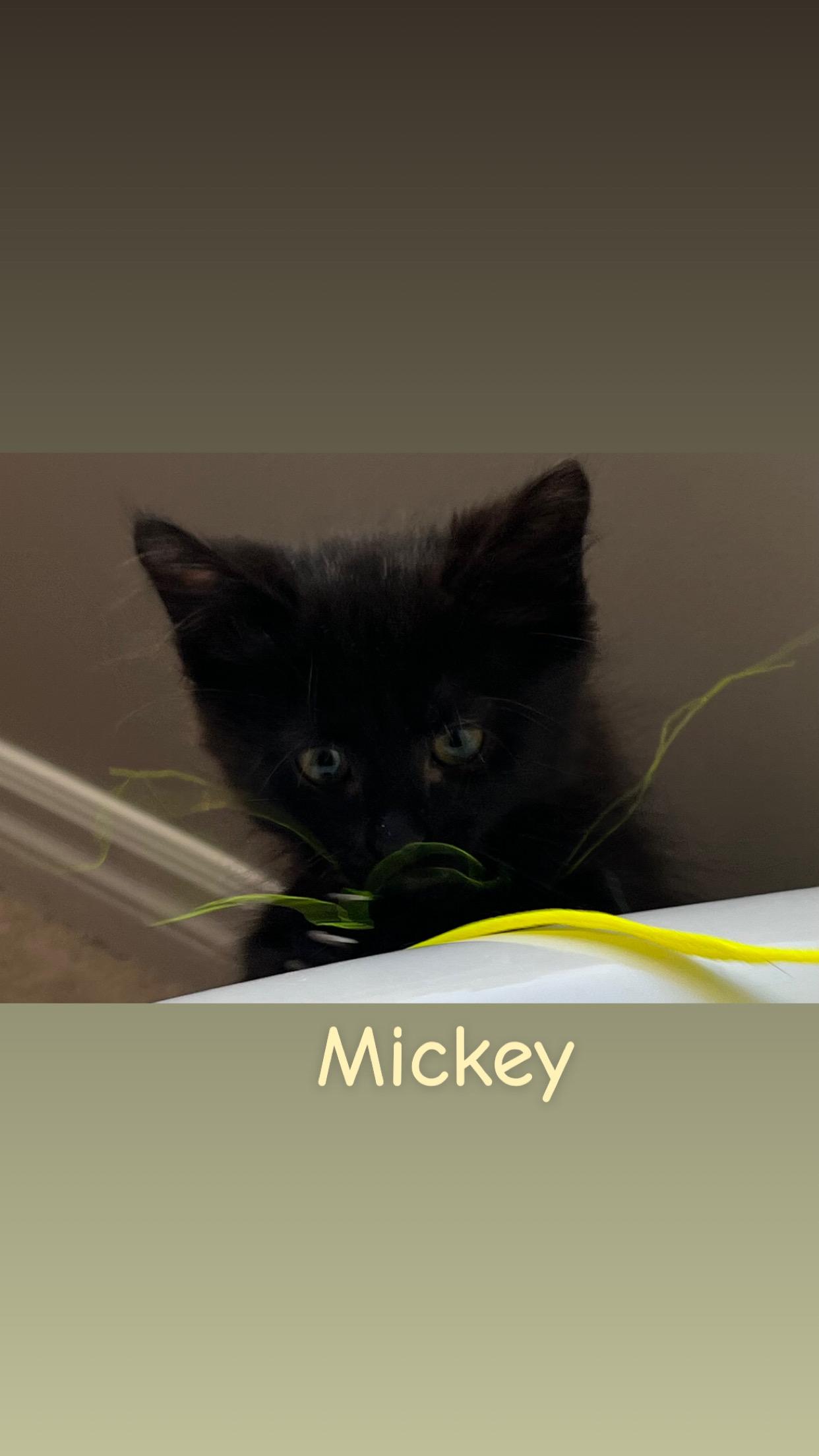 Mickey and Minnie, adopted, Kitten Male Domestic Medium Hair.