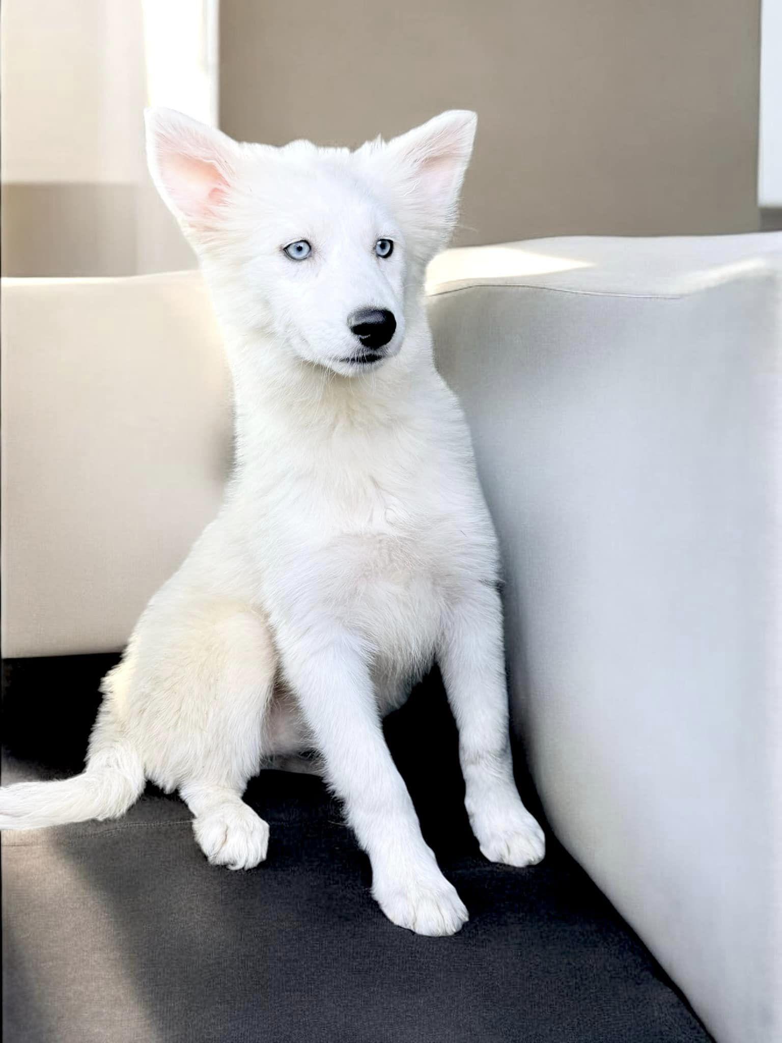 Dog for adoption Madonna, a Husky in Pawlet, VT Petfinder