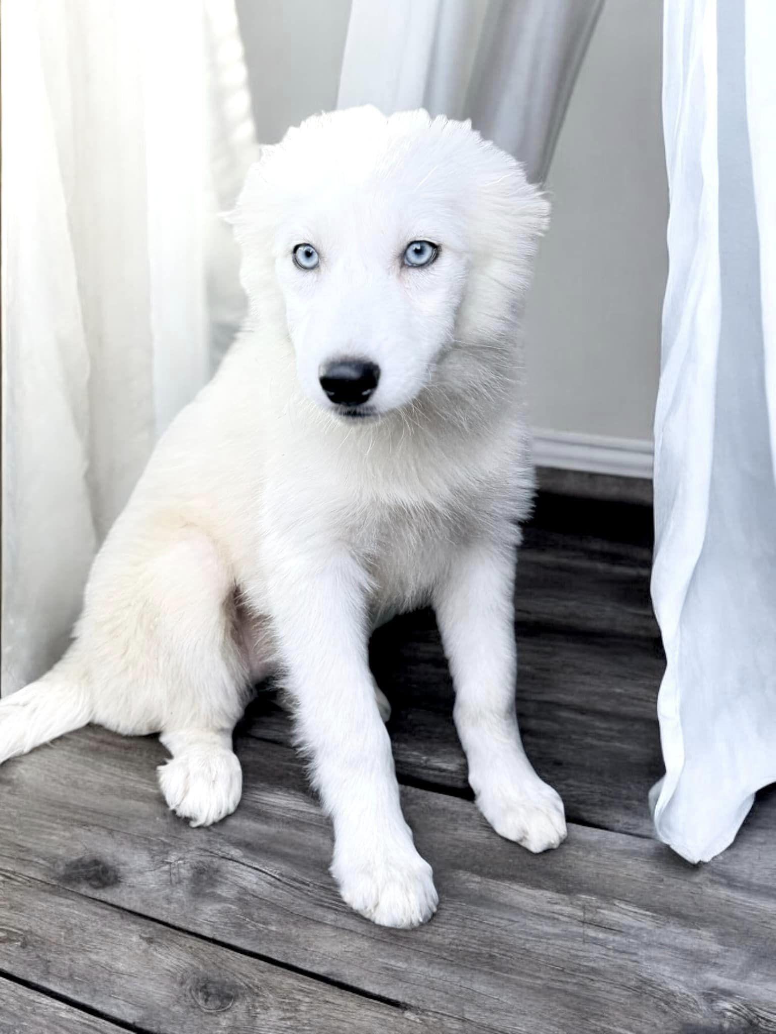 Dog for adoption Madonna, a Husky in Pawlet, VT Petfinder