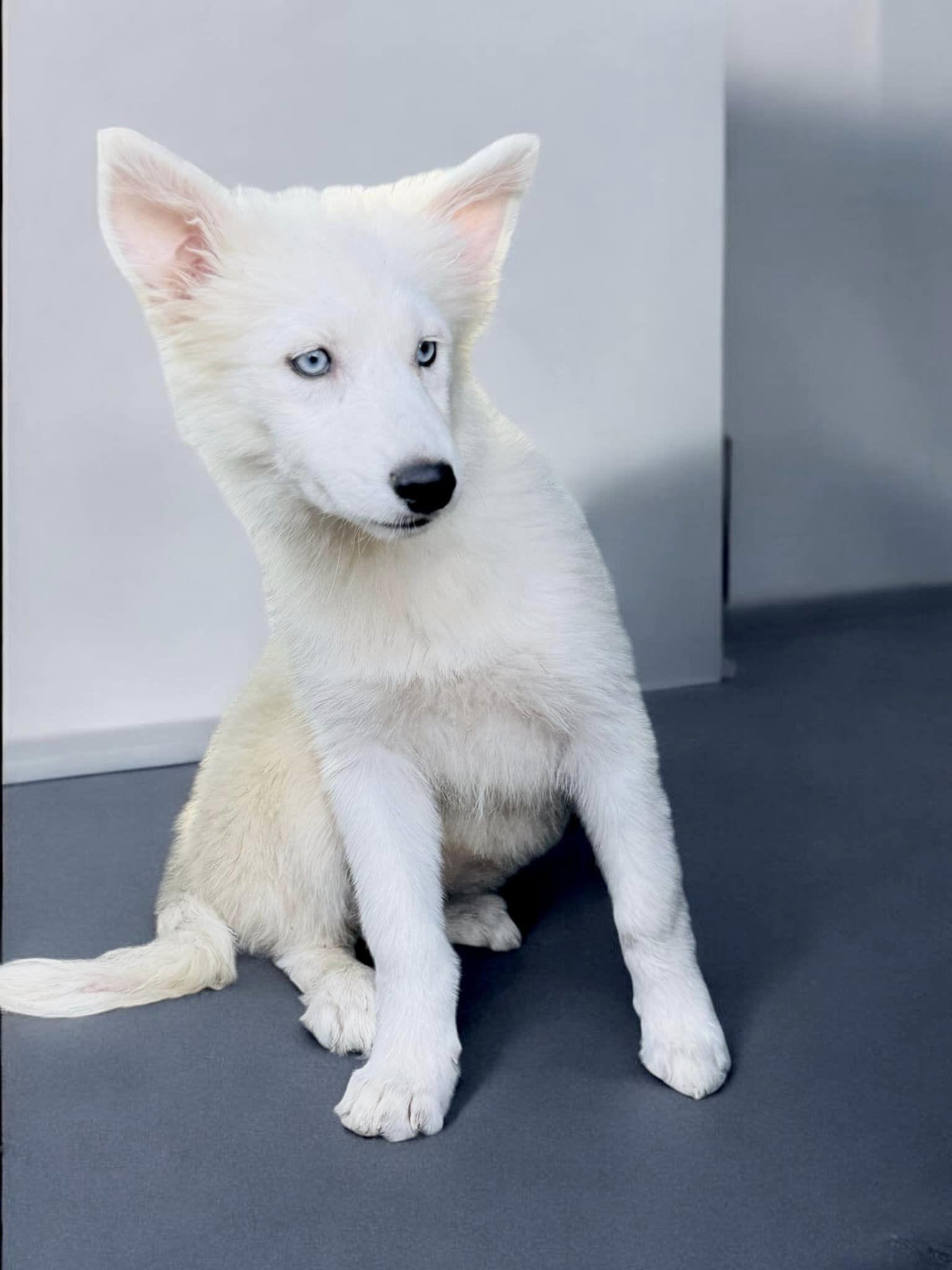 Dog for adoption Madonna, a Husky in Pawlet, VT Petfinder