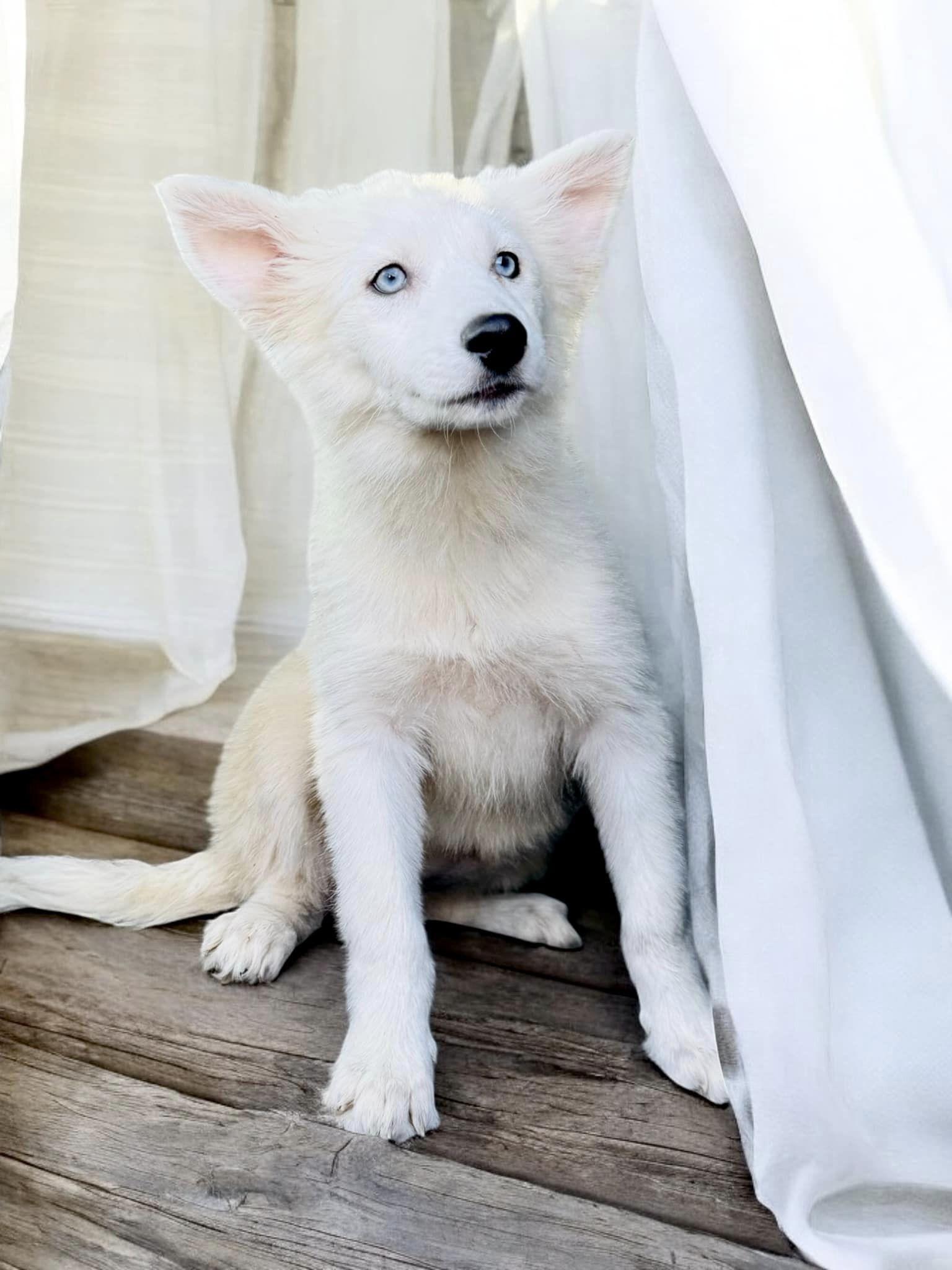 Dog for adoption Madonna, a Husky in Pawlet, VT Petfinder