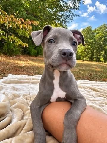 Big Mac (2026), Adoptable, Puppy Male Pit Bull Terrier & Mixed Breed.