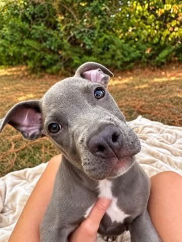 Enlarge Big Mac (2026), a Adoptable mixed breed in Wenonah, NJ image 2/2