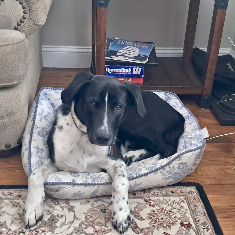 Walter FKA Mikey, Adopted, Young Male Mixed Breed.