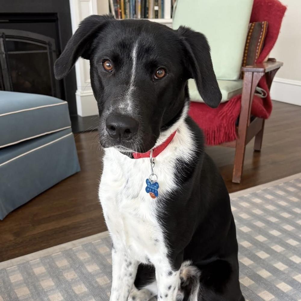 Enlarge Walter FKA Mikey, a Adopted mixed breed in Groveland, MA image 2/2