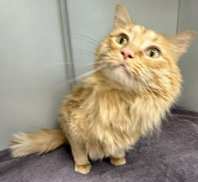 Copper, adopted, Adult Male Domestic Long Hair.