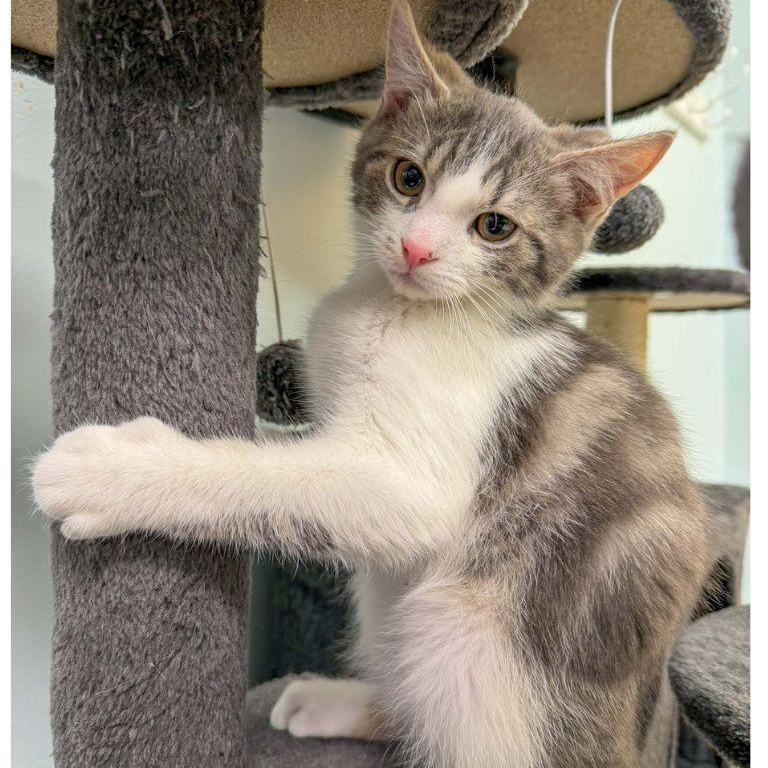 Orzo and Fusilli, an adopted Domestic Short Hair in Stamford, CT image 3/4