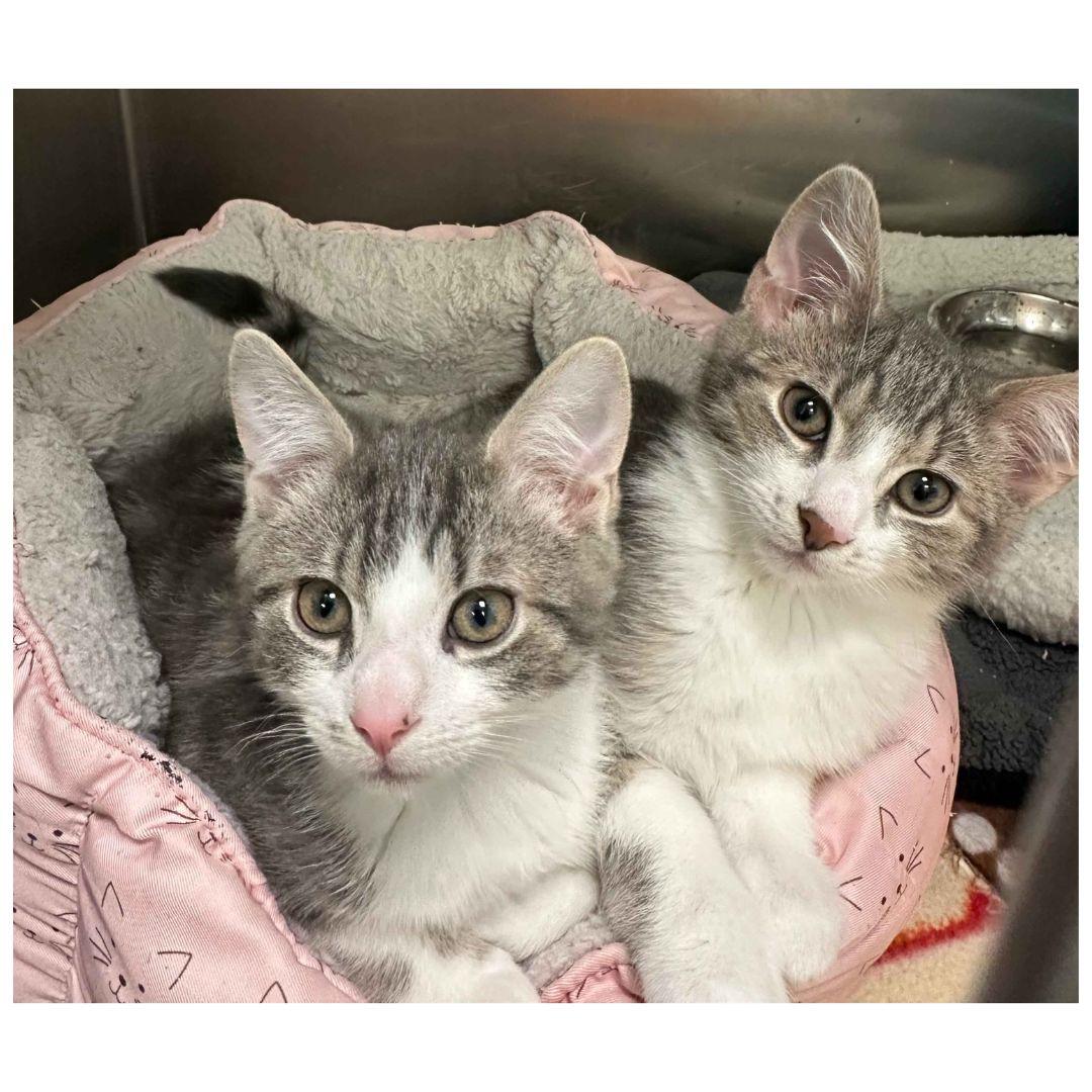 Orzo and Fusilli, ADOPTABLE, Young Male Domestic Short Hair.