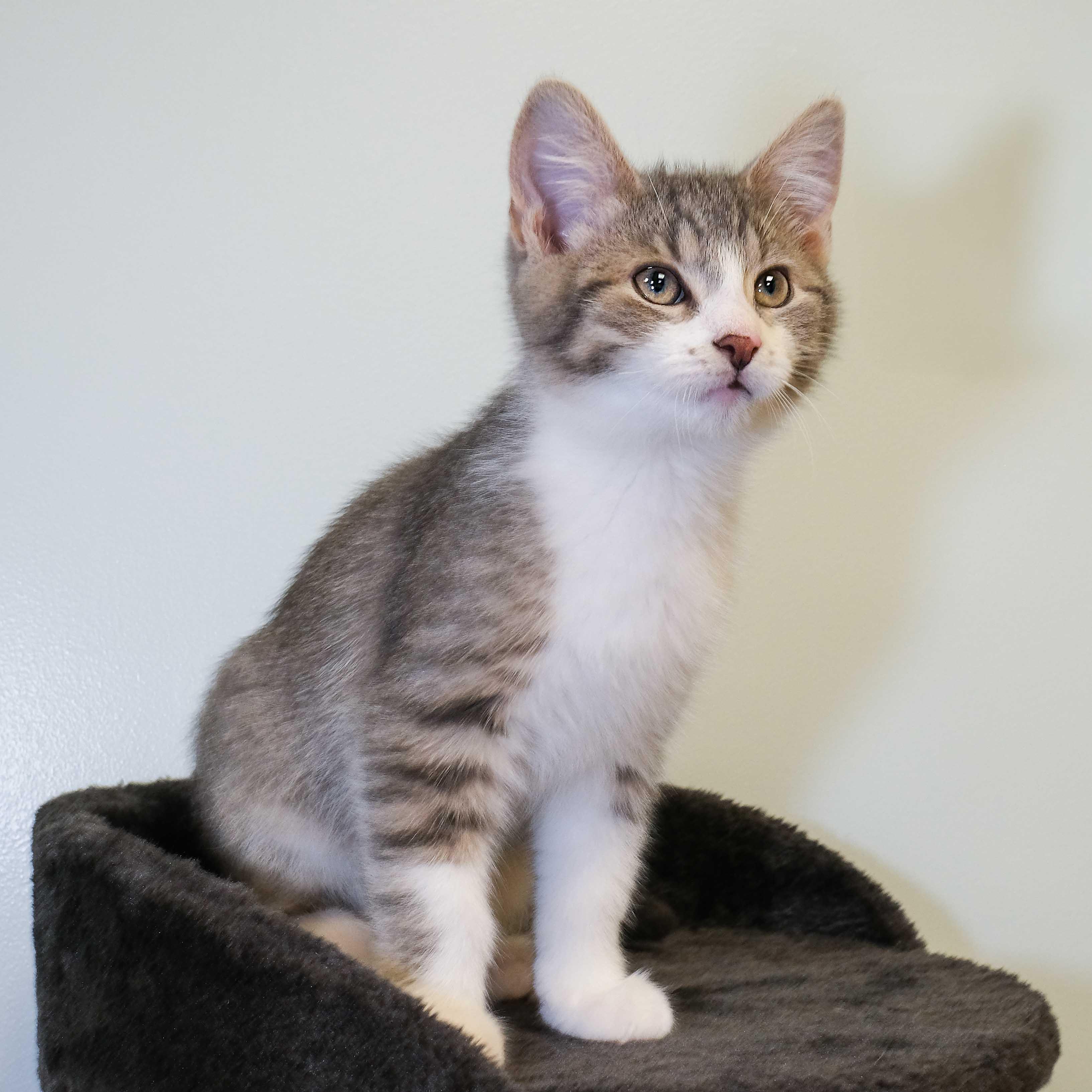 Enlarge Orzo and Fusilli, a ADOPTABLE Domestic Short Hair in Stamford, CT image 4/4