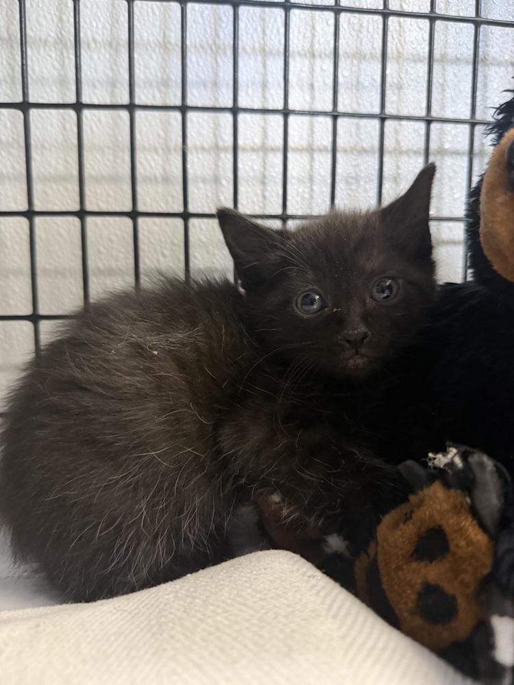 Eclipse, Adoptable, Kitten Male Domestic Short Hair.