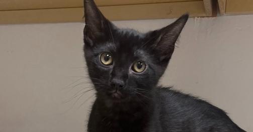 Enlarge Eclipse, a Adoptable Domestic Short Hair in Salmon, ID image 2/2