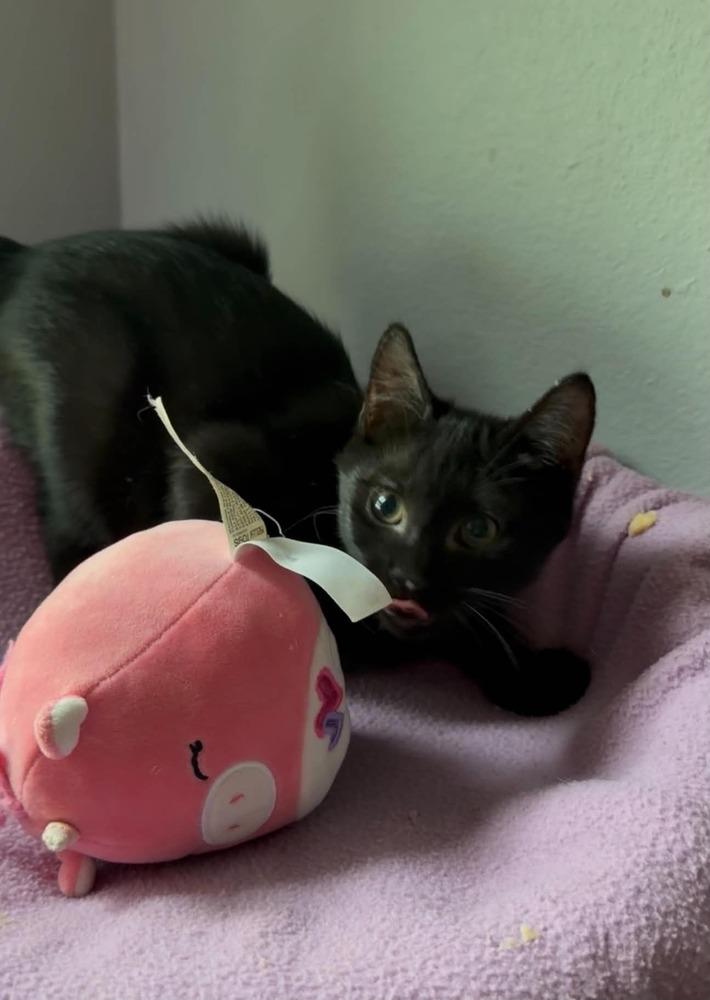 Enlarge Theodore, a Adoptable mixed breed in Orlando, FL image 2/3